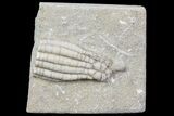 Bargain, Scytalocrinus Crinoid Fossil - Crawfordsville, Indiana #68488-1